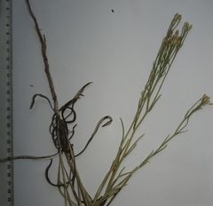 Jurinea stoechadifolia