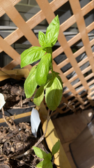 Ocimum basilicum