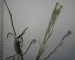 Jurinea stoechadifolia