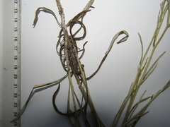 Jurinea stoechadifolia