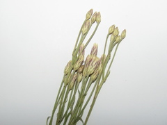 Jurinea stoechadifolia
