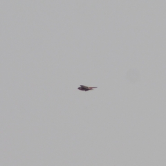 Falco sparverius cinnamominus