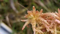 Sphagnum magellanicum
