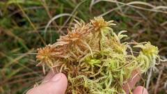 Sphagnum magellanicum