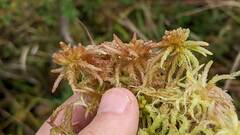 Sphagnum magellanicum