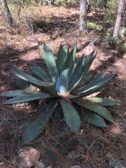 Agave maximiliana