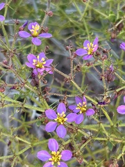 Fagonia pachyacantha