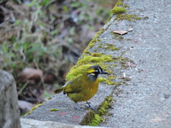 Pycnonotus penicillatus
