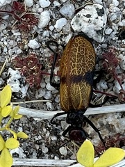 Tegrodera erosa