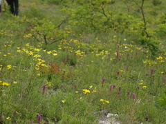 Linum flavum