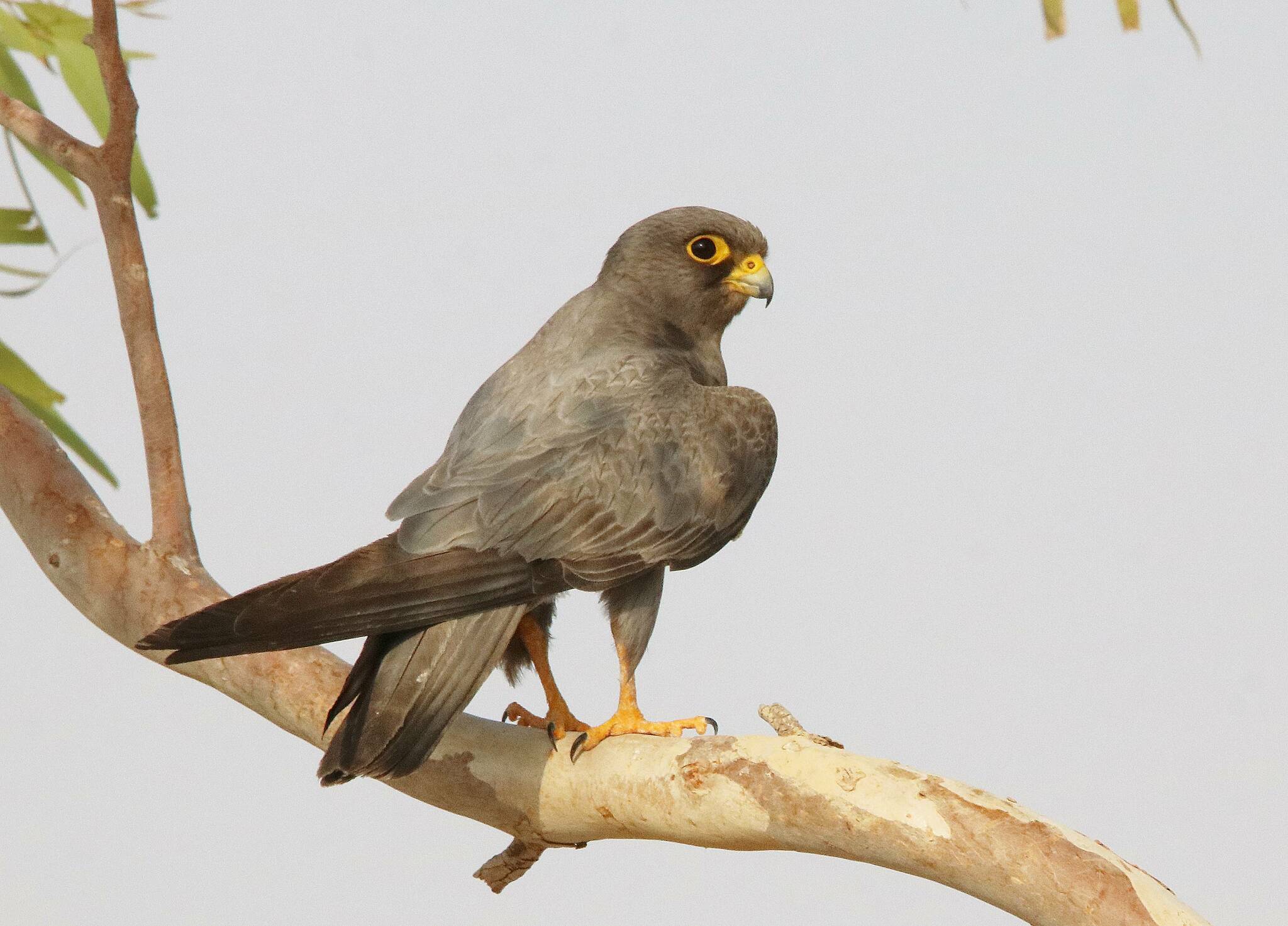 Sooty Falcon illustration