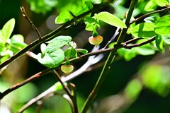Vaccinium alaskaense