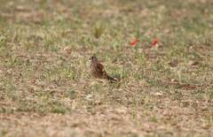 Falco tinnunculus