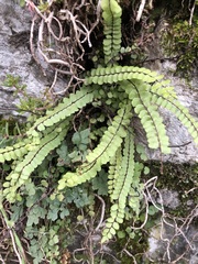 Asplenium trichomanes