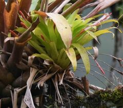 Tillandsia complanata