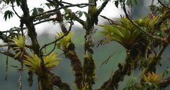 Tillandsia complanata