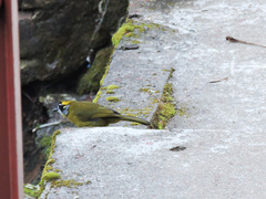 Pycnonotus penicillatus