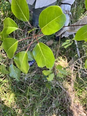 Heptapleurum actinophyllum