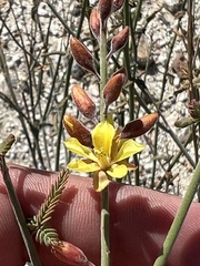 Hoffmannseggia microphylla