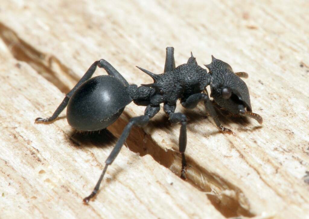 Cephalotes placidus