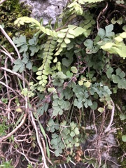 Asplenium ruta-muraria