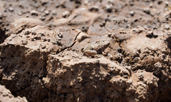 Phrynobatrachus natalensis