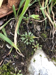 Draba verna