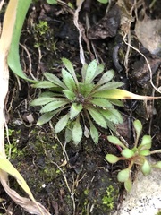 Draba verna