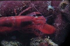 Alpheidae