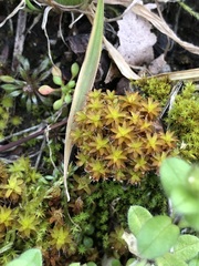 Syntrichia