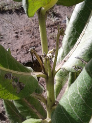 Asclepias notha