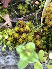 Syntrichia