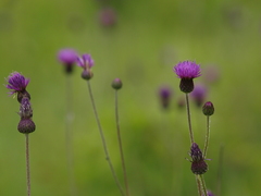 Cirsium pannonicum