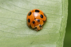 Coelophora inaequalis