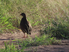 Pternistis natalensis