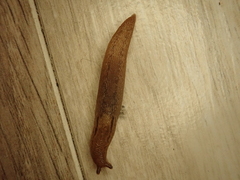 Ambigolimax valentianus