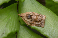Adoxophyes privatana