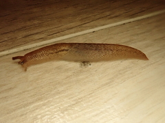 Ambigolimax valentianus