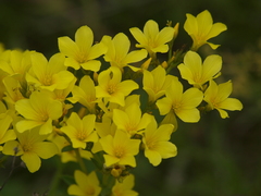 Linum flavum