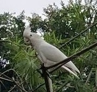 Cacatua goffiniana