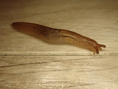 Ambigolimax valentianus