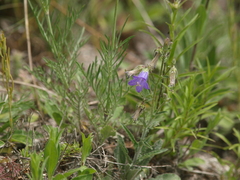 Campanula sibirica