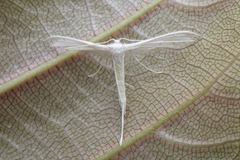 Pterophorus lacteipennis