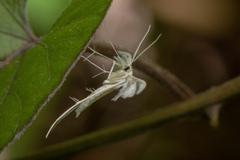 Pterophorus lacteipennis