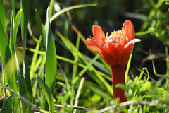 Haemanthus coccineus