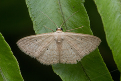 Scopula