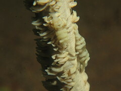 Pontonides ankeri