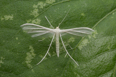 Pterophorus lacteipennis