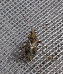 Stictopleurus punctiventris