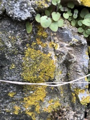 Leproplaca cirrochroa